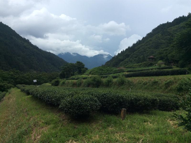 Lishan: Tajvan legmagasabban fekvő teás régiója