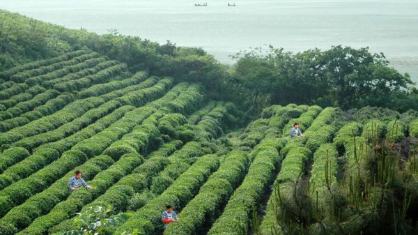 DongTing BiLuoChun 2025 | Híres zöld tea klasszikus a Taihu tó mellől - Image 7