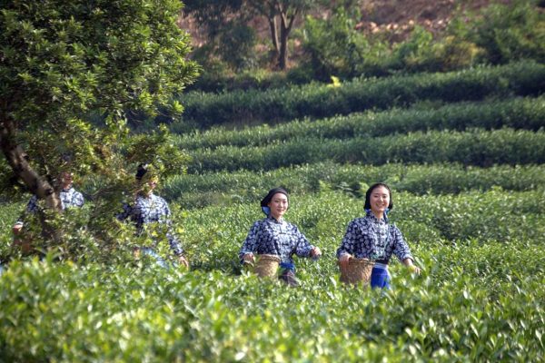 DongTing BiLuoChun 2025 | Híres zöld tea klasszikus a Taihu tó mellől - Image 6