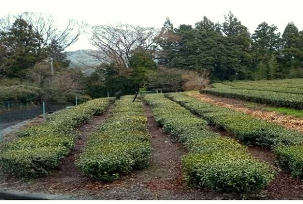 Kawane Edo Zairai Sencha - 200 éves fákról, organikus tea - Masui-kert 15g, SHINCHA 2025 - Image 9