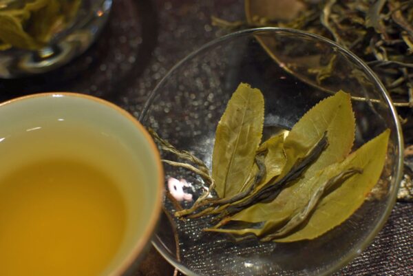 Ban Pen maocha gushu sheng puer - Orchidea Aroma, korai szedés 2025 - Image 7