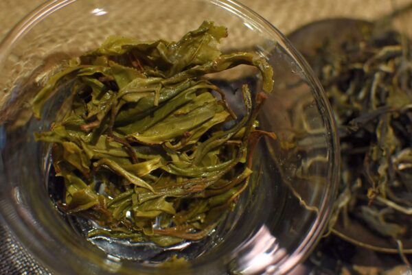 Ban Pen maocha gushu sheng puer - Orchidea Aroma, korai szedés 2025 - Image 6