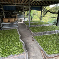 Ban Pen maocha gushu sheng puer - Orchidea Aroma, korai szedés 2025