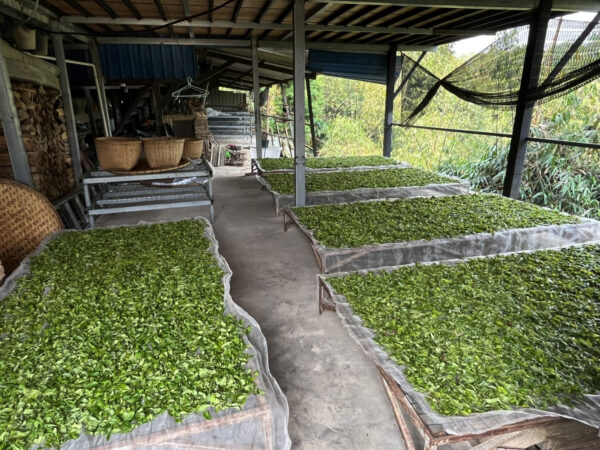 Ban Pen maocha gushu sheng puer - Orchidea Aroma, korai szedés 2025