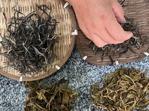 Ban Pen maocha gushu sheng puer - Orchidea Aroma, korai szedés 2025 - Image 3