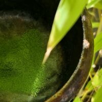 Asahina RYUUSEI - "Meteor" Matcha, 2025, Shizuoka, Okabe | 80g